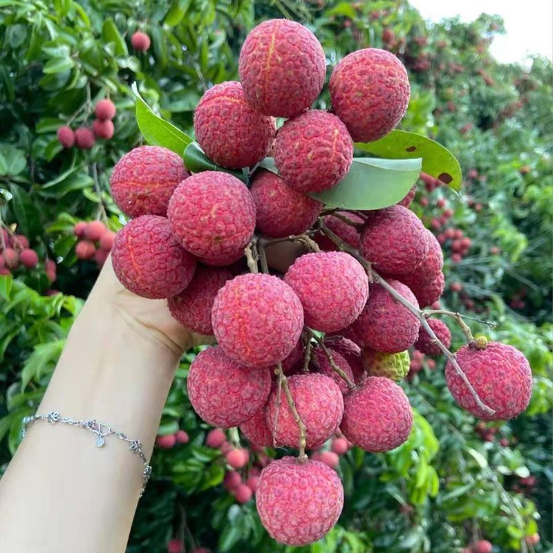 【顺丰包邮】新鲜荔枝白糖罂黑叶荔应季水果鲜荔枝净重1-4