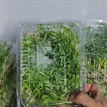 空心菜苗
