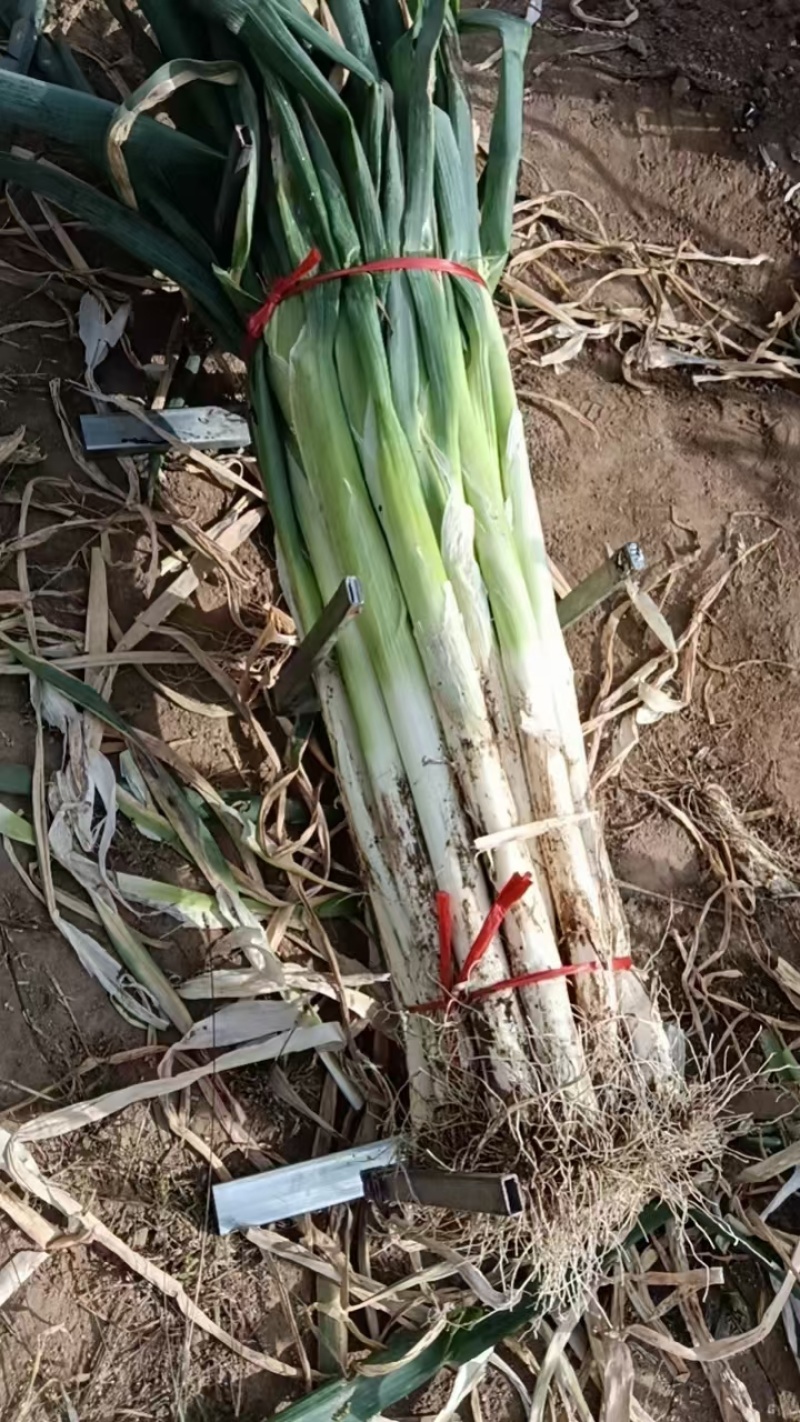 齐齐哈尔长白大葱