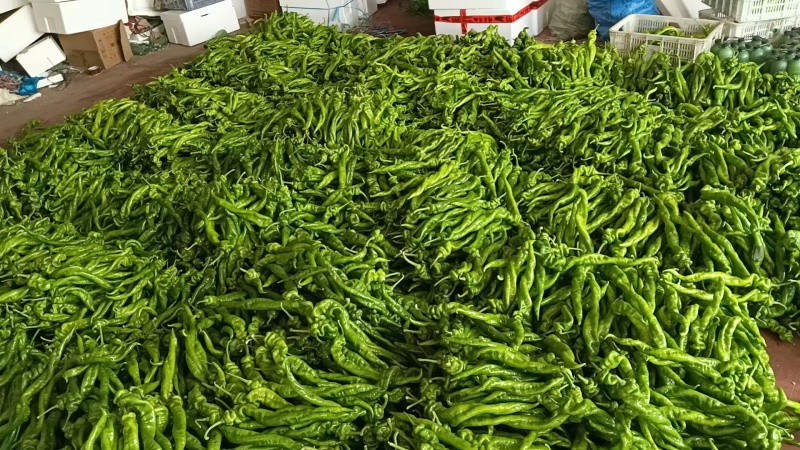 潍坊螺丝椒头子全国可发价格透明量大从优欢迎来电质询