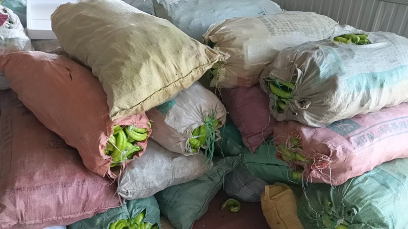 尖椒头子现摘现发源头产地对接全国各地市场商超