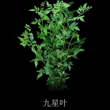 九星叶袋苗可用于园林工程绿化全国各地可发货
