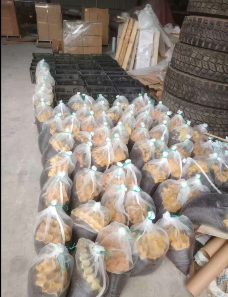 美洲大蠊卵鞘，蟑螂精品卵块。蟑螂餐厨垃圾处理，中药级美洲