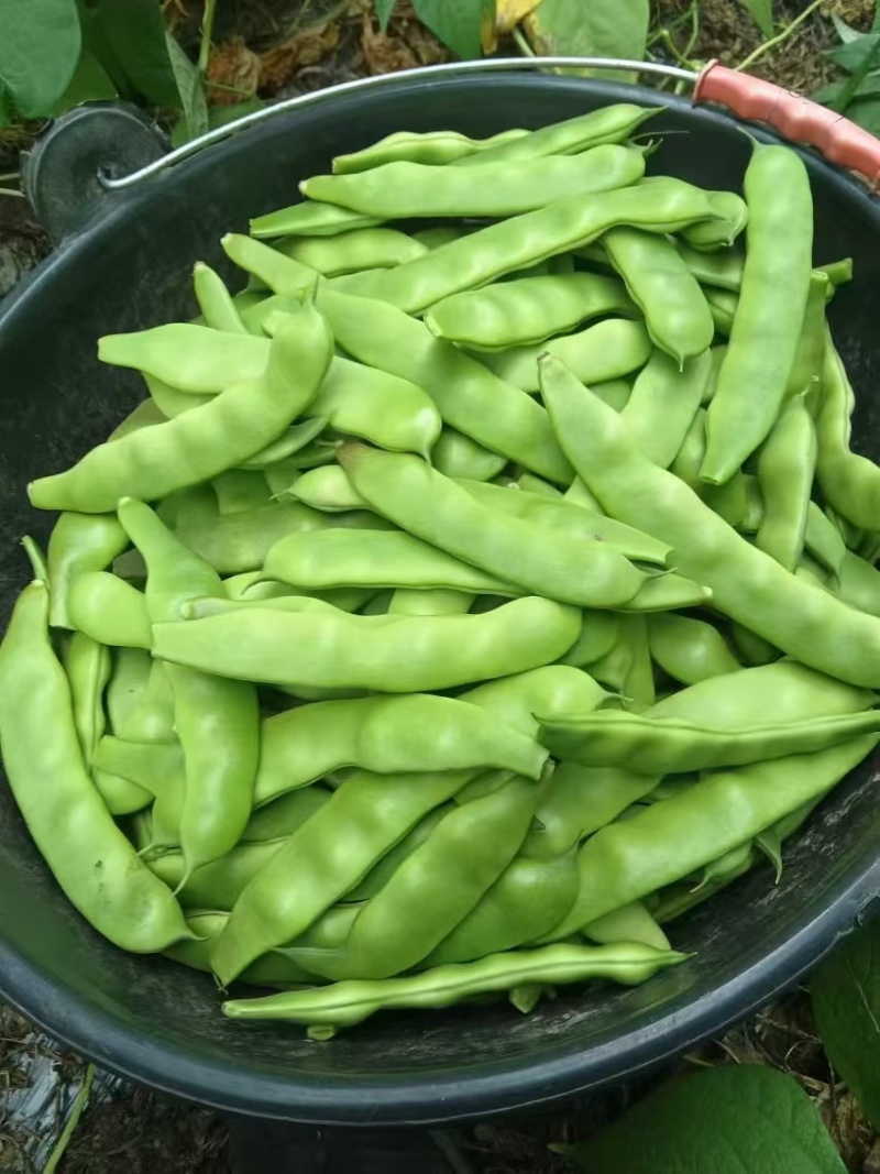 大棚绿油豆大量上市对接商超批发市场视频看货