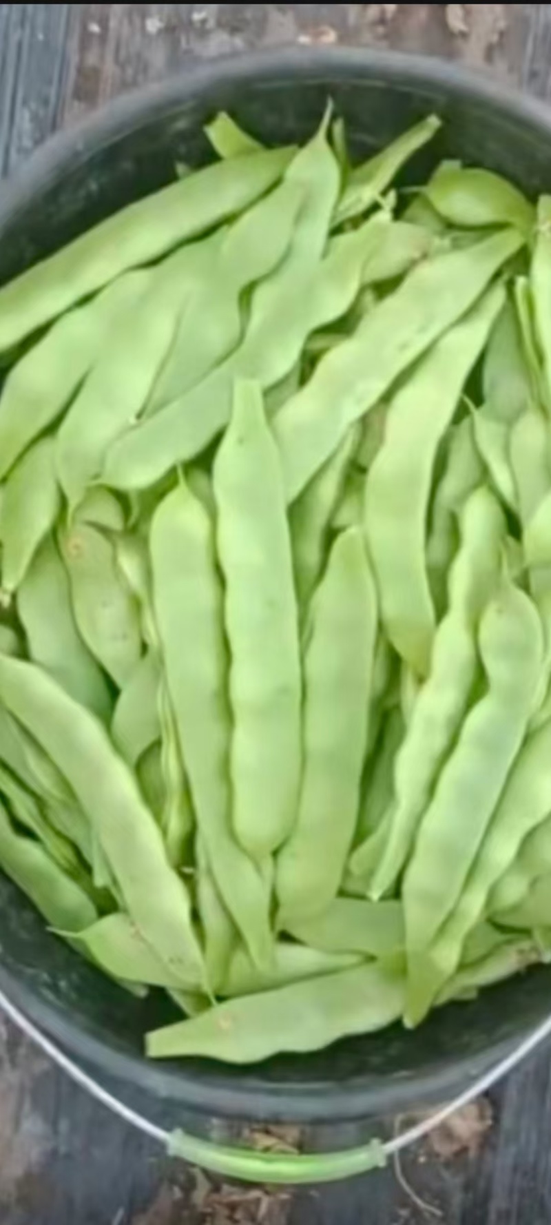 大棚绿油豆大量上市对接商超批发市场视频看货