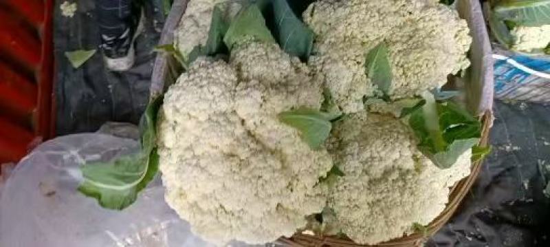 湖北天门青梗白面松花菜产地一手货源批发品质保证价格便宜发全国