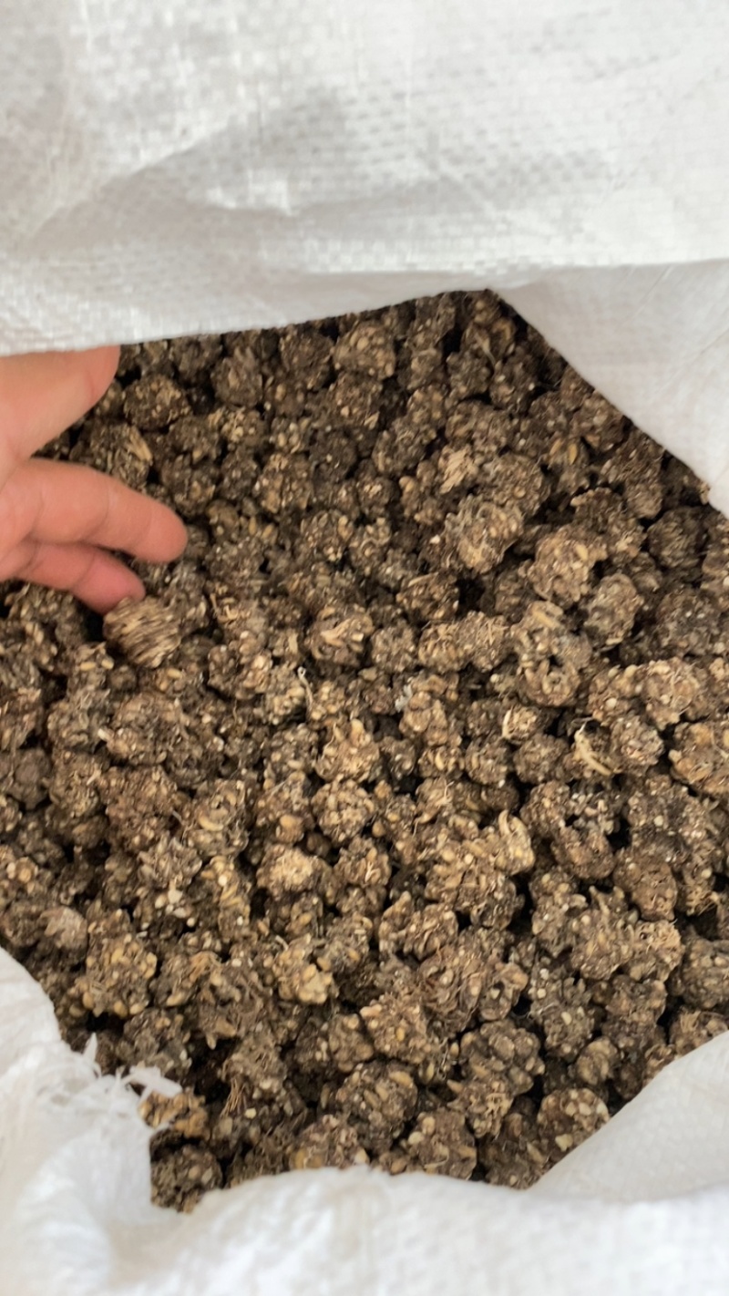 大量供应猫爪草