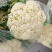 湖北天门青梗白面松花菜产地一手货源批发品质保证价格便宜发全国