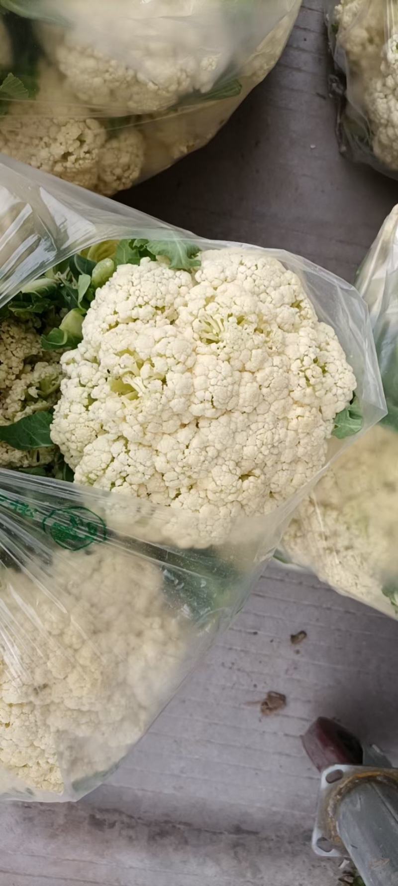 湖北天门青梗白面松花菜产地一手货源批发品质保证价格便宜发全国