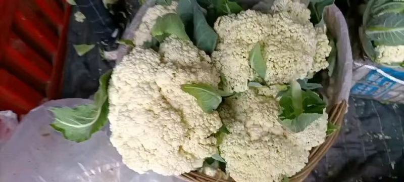 湖北天门青梗白面松花菜产地一手货源批发品质保证价格便宜发全国