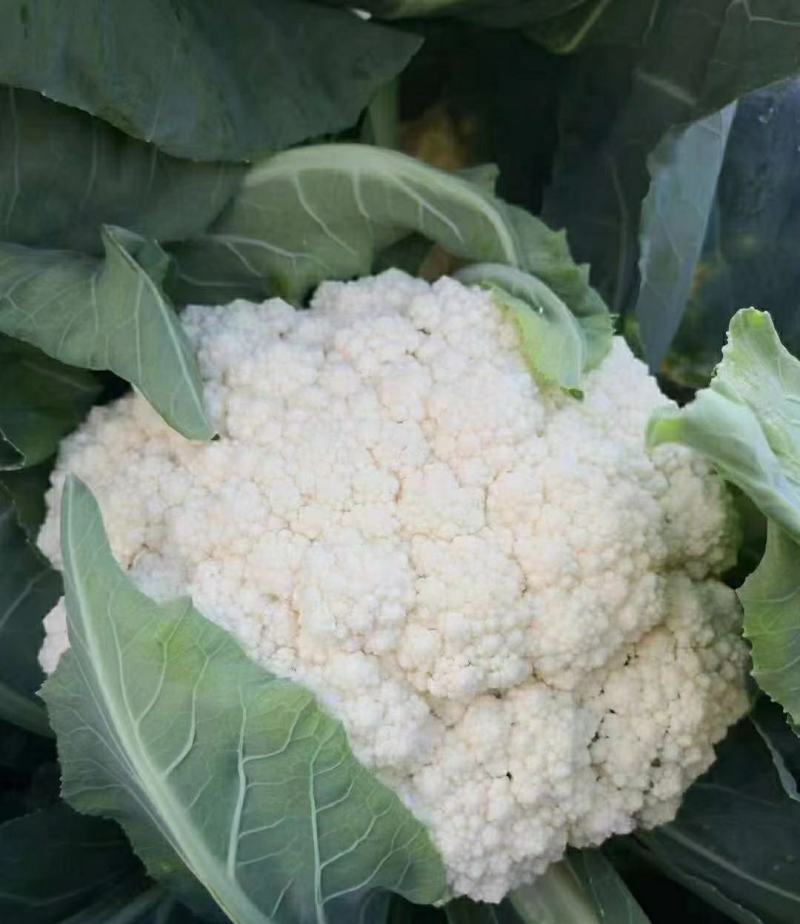 湖北天门青梗白面松花菜产地一手货源批发品质保证价格便宜发全国