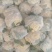 湖北天门青梗白面松花菜产地一手货源批发品质保证价格便宜发全国