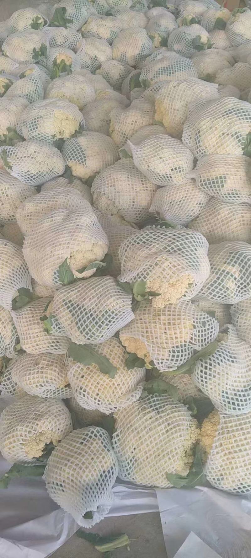湖北天门青梗白面松花菜产地一手货源批发品质保证价格便宜发全国