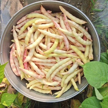 黄金沟豆角基地直发视频看货诚信经营