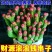 彩色钱串红心前程似锦群生多头多肉植物爆盆阳台绿植肉绿植盆栽