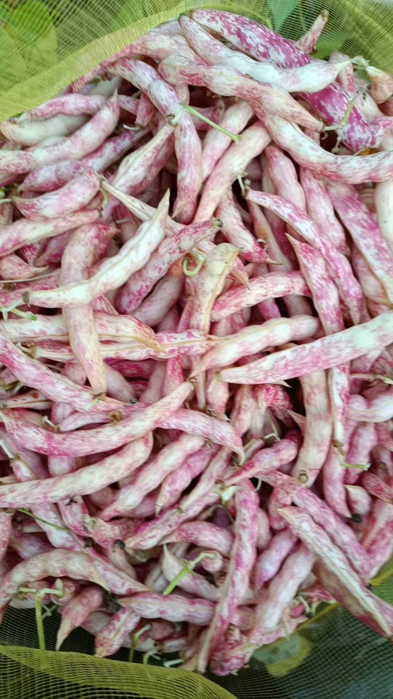 黄金沟豆角基地直发视频看货诚信经营