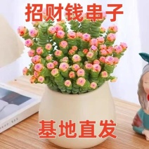 彩色钱串红心前程似锦群生多头多肉植物爆盆阳台绿植肉绿植盆栽