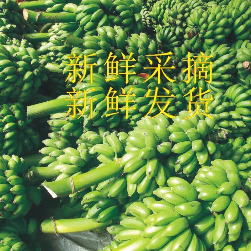 广西小米蕉产地一手货源量大价优欢迎电话联系