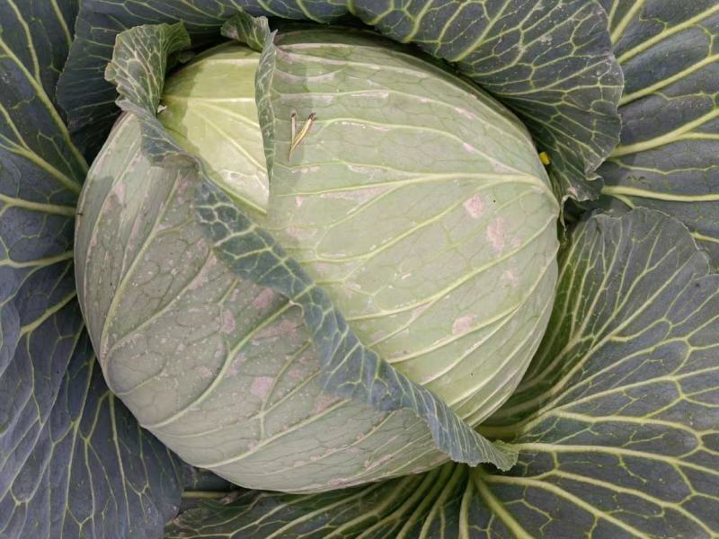 京丰一号扁包菜产地一手货源批发可视频看货全国发货质量保证