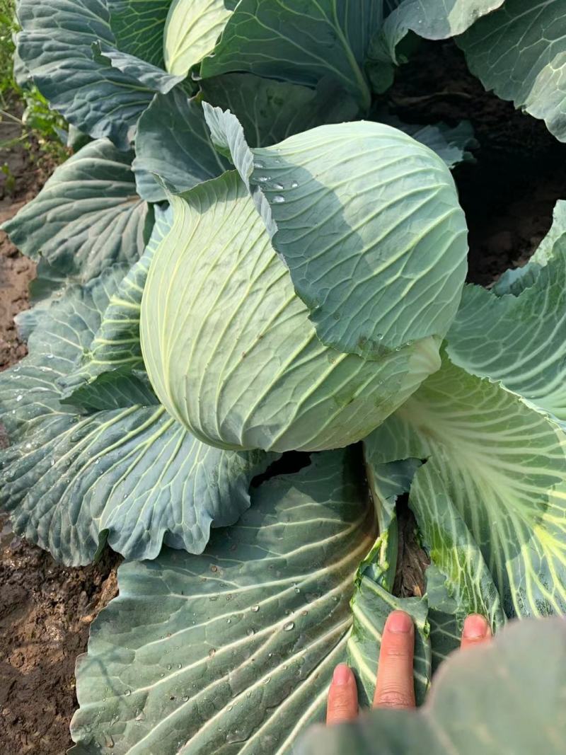 京丰一号扁包菜产地一手货源批发可视频看货全国发货质量保证
