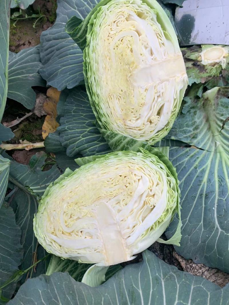 京丰一号扁包菜产地一手货源批发可视频看货全国发货质量保证