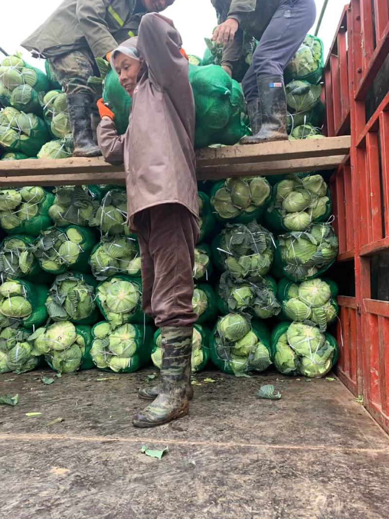 京丰一号扁包菜产地一手货源批发可视频看货全国发货质量保证