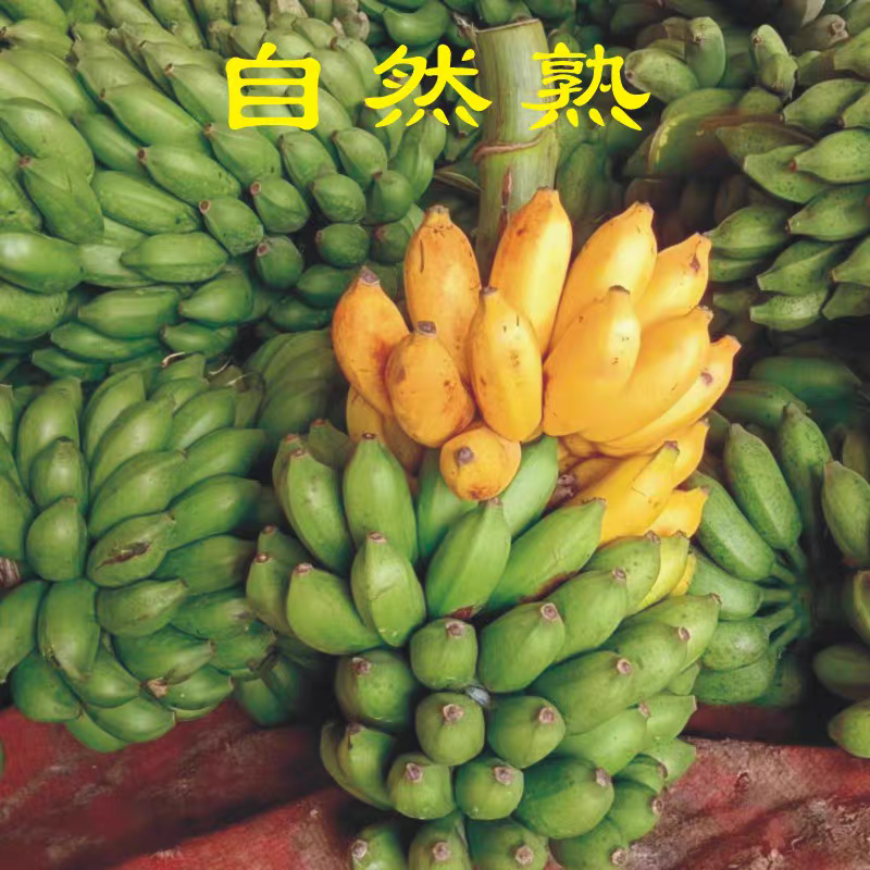 广西小米蕉产地一手货源量大价优欢迎电话联系