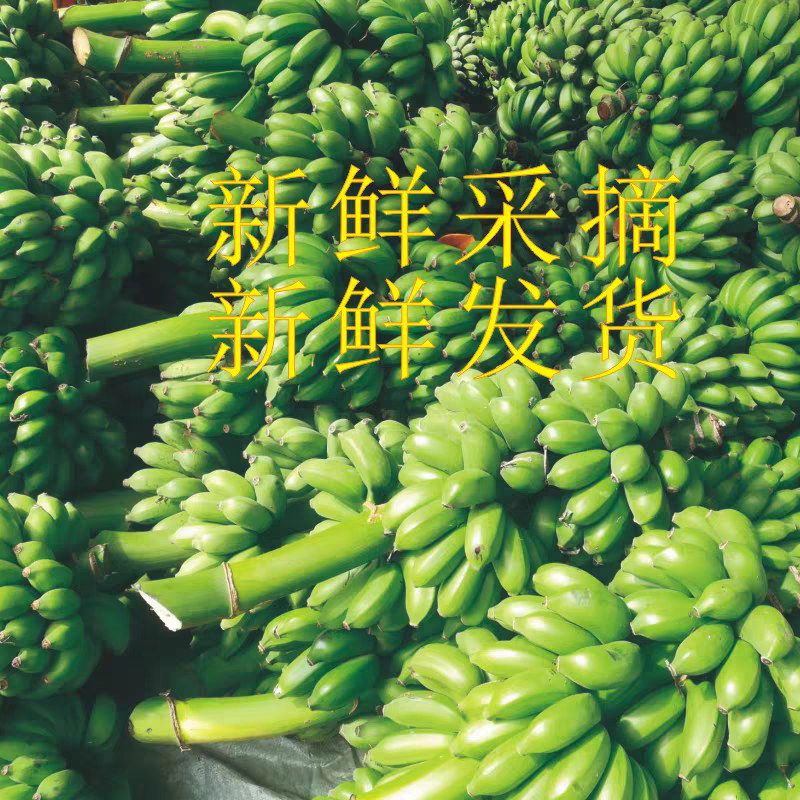 广西小米蕉产地一手货源量大价优欢迎电话联系