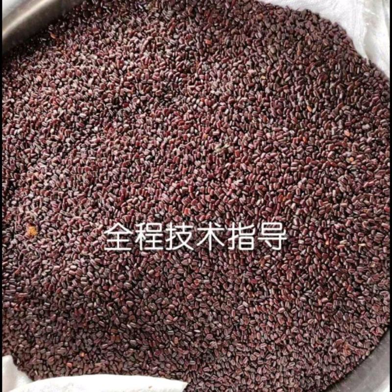 山东聊城阳谷县供货中药级美洲大蠊卵鞘蟑螂精品卵块可看货