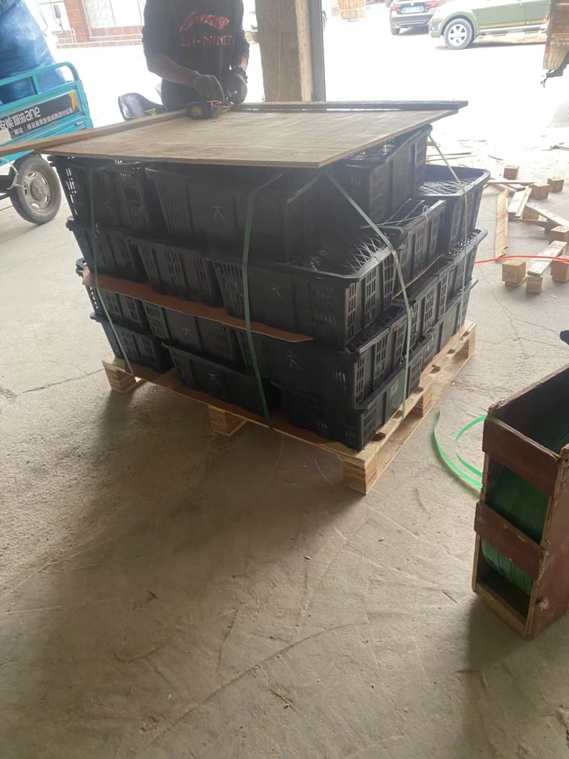 山东聊城阳谷县供货中药级美洲大蠊卵鞘蟑螂精品卵块可看货