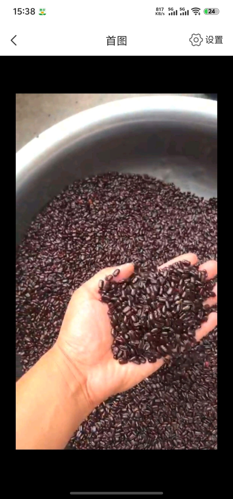 山东聊城阳谷县供货中药级美洲大蠊卵鞘蟑螂精品卵块可看货