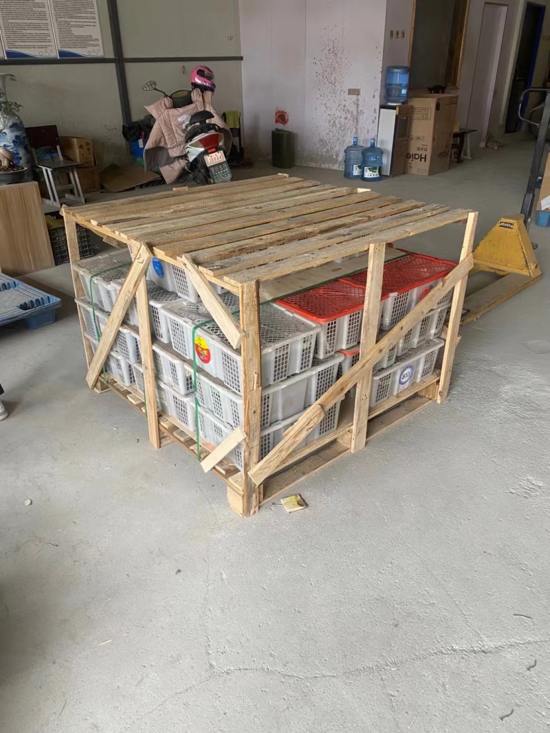 山东聊城阳谷县供货中药级美洲大蠊卵鞘蟑螂精品卵块可看货