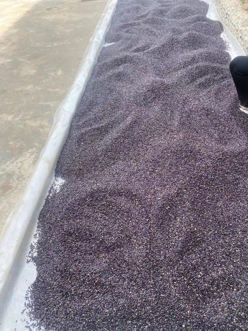 山东聊城阳谷县供货中药级美洲大蠊卵鞘蟑螂精品卵块可看货