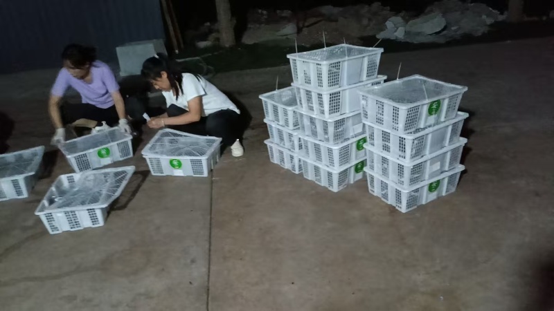 山东聊城阳谷县供货中药级美洲大蠊卵鞘蟑螂精品卵块可看货
