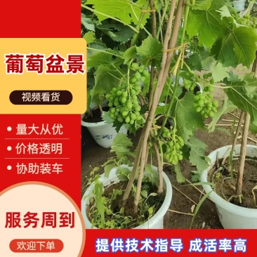 葡萄苗大量有货基地直供品质优可视频看货