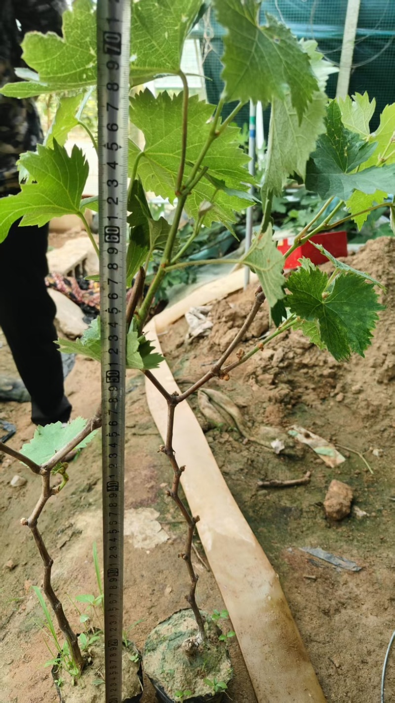 葡萄苗大量有货基地直供品质优可视频看货