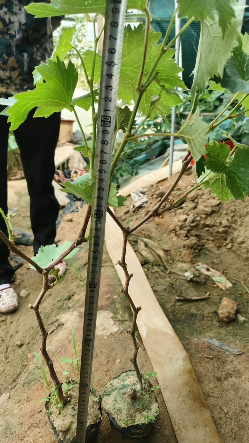 葡萄苗大量有货基地直供品质优可视频看货