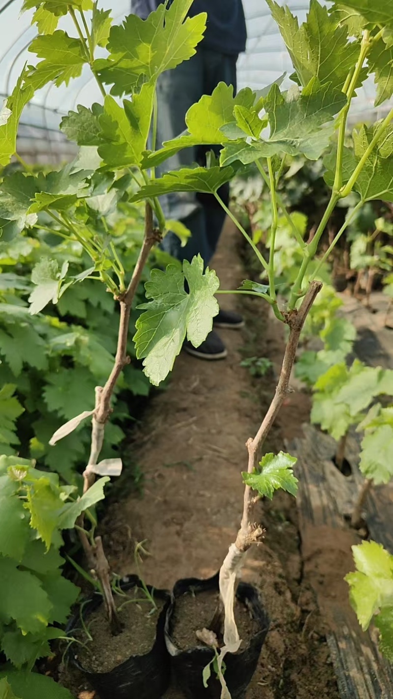 葡萄苗大量有货基地直供品质优可视频看货