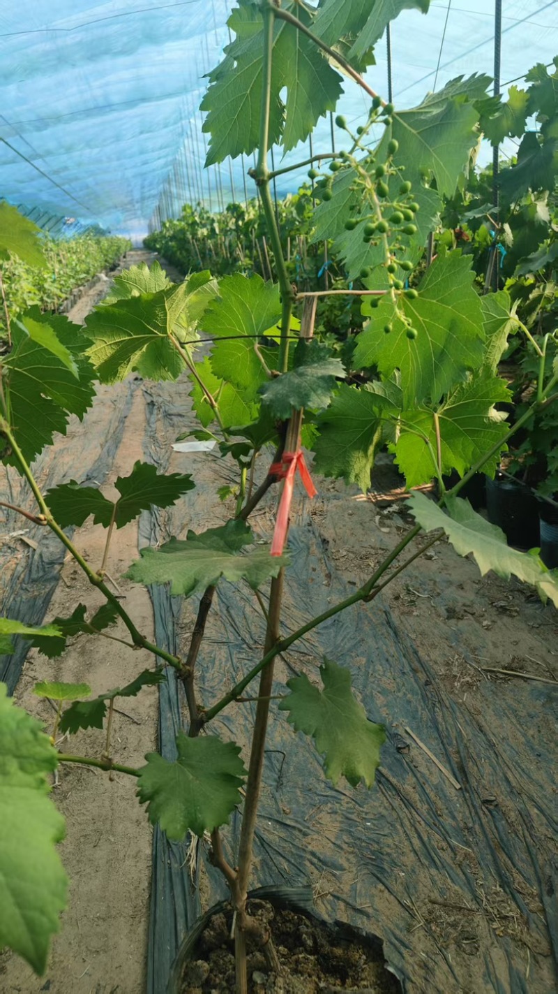 葡萄苗大量有货基地直供品质优可视频看货