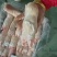 二级调理小猪蹄30-40个