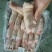 二级调理小猪蹄30-40个
