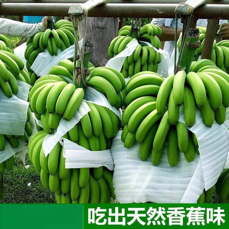 广西坛洛香蕉