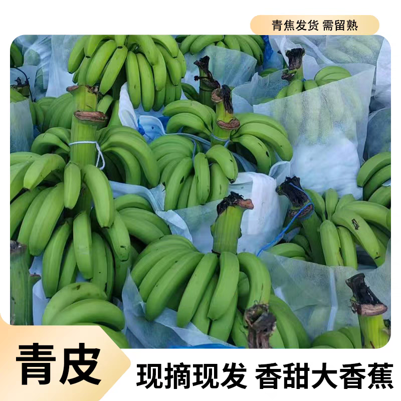 广西坛洛香蕉
