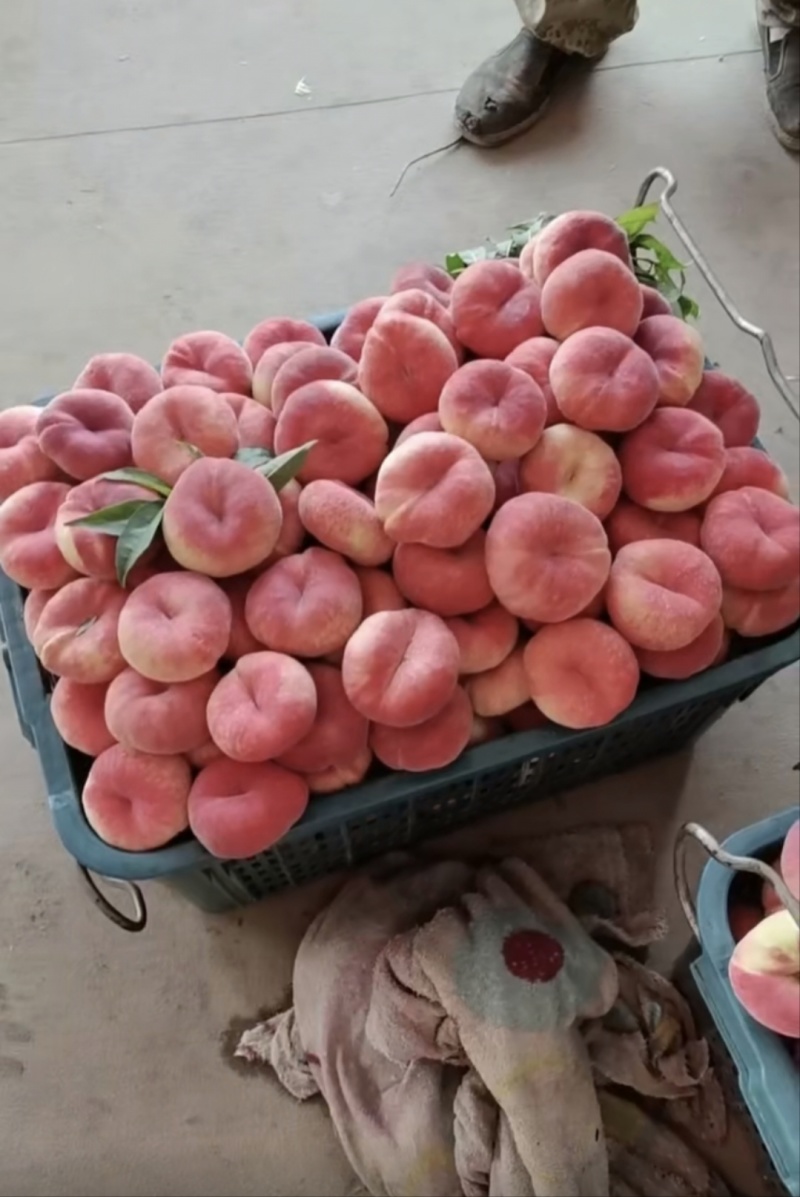 毛蟠桃产地一手货源市场精品电商平台供应大量现货