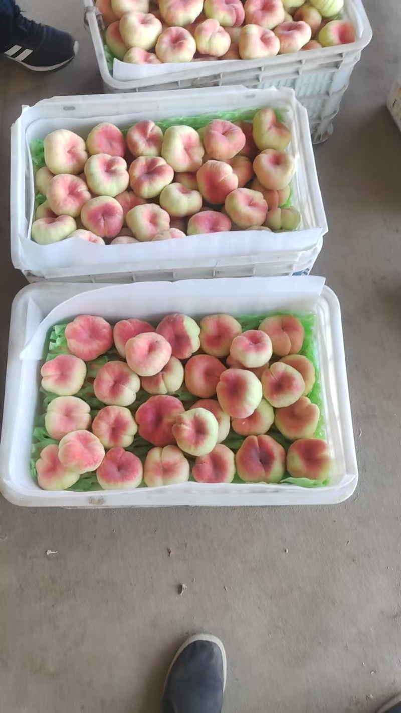 毛蟠桃产地一手货源市场精品电商平台供应大量现货