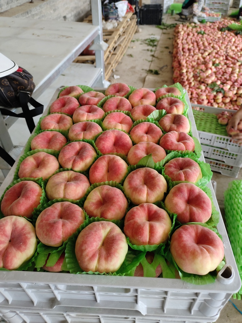 毛蟠桃产地一手货源市场精品电商平台供应大量现货