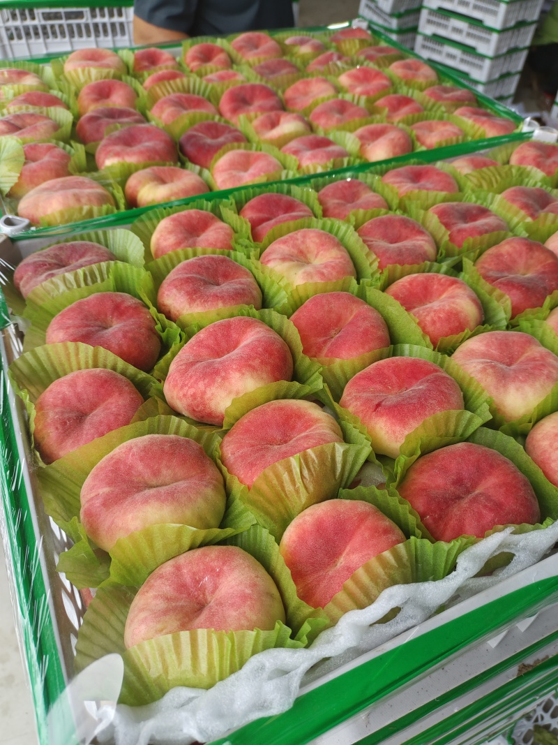毛蟠桃产地一手货源市场精品电商平台供应大量现货