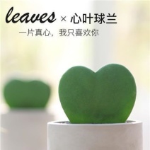 【此生只爱一个人】多肉植物一片爱心阳台桌面心型心叶球兰盆