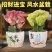 玉麒麟镇多肉盆栽彩麒麟五指山火麒麟仙人掌植物