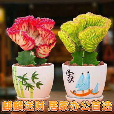 玉麒麟镇多肉盆栽彩麒麟五指山火麒麟仙人掌植物